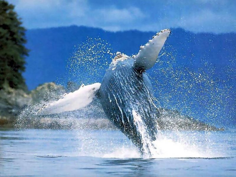 Скоро в Доминикане начнется сезон наблюдения за китами