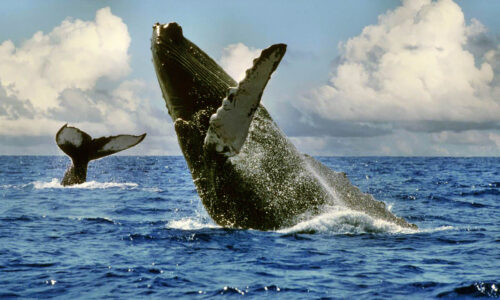 Скоро в Доминикане начнется сезон наблюдения за китами